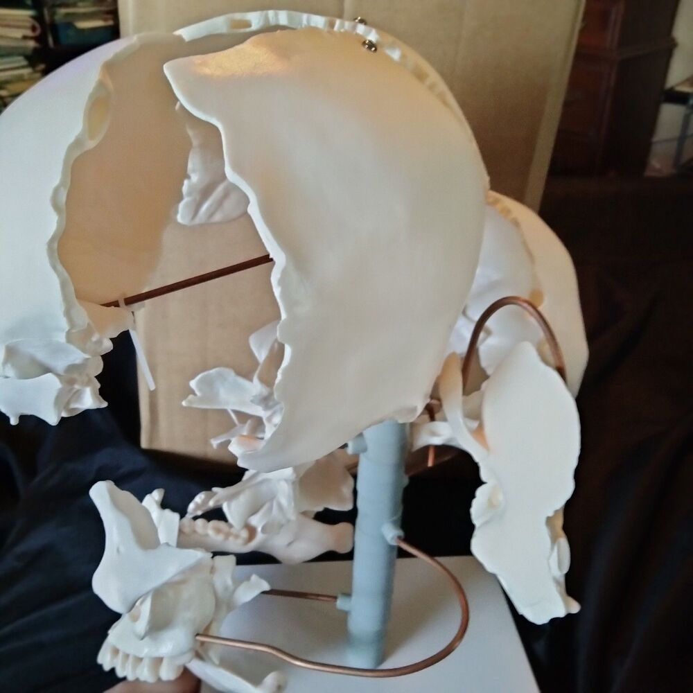 22-Piece Exploded Human Skull Model, Full Size, Bone Color Disassembled Cranial - Picture 10 of 12